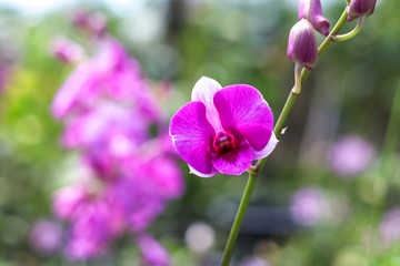 Purple orchid with blurred background. Violet orchids on the flower stalks.