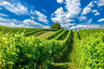Fototapeta na wymiar Hungarian vineyards in the summer season, Pannonhalma Wine Region
