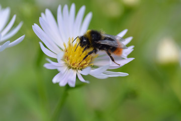 Bumblebee on a white daisy flower and blurred green background