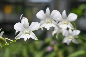 White orchid with blurred background. White orchid on the branches.