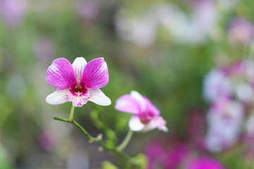 Light purple and white orchid flowers with blurred background. Violet orchid on the brunches.