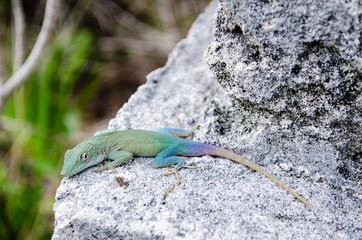 Jamaican Anole
