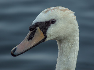 łabędź © Henryk Olszewski