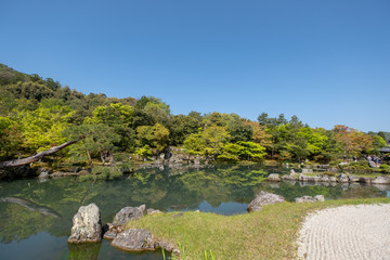 Naklejka premium Pine trees, in Japanese zen garden Kyoto Japan