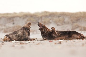 grey seal, halichoerus grypus, Helgoland, Dune island