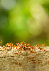Ants climb on the branches