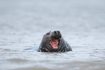 Obraz premium grey seal, halichoerus grypus, Helgoland, Dune island
