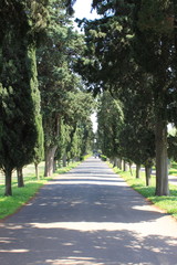Cypress tree alley