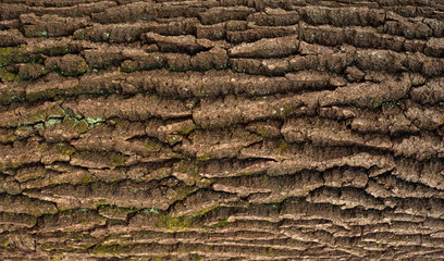 Relief texture of the brown bark of a tree with green moss on it. Horizontal photo of a tree bark texture. Relief creative texture of an old oak bark.