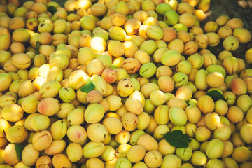  apricots in the box