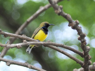 bird on a branch