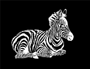 Fototapeta na wymiar Graphical zebra isolated on black background,vector illustration,sketch