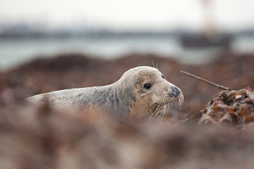 grey seal, halichoerus grypus, Helgoland, Dune island