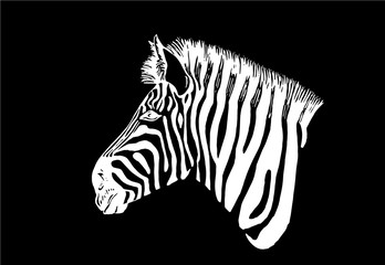  Graphical portrait of zebra isolated on wblack background,vector illustration,sketch
