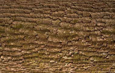 Relief texture of the brown bark of a tree with green moss on it. Horizontal photo of a tree bark texture. Relief creative texture of an old oak bark.
