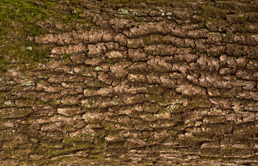 Relief texture of the brown bark of a tree with green moss on it. Horizontal photo of a tree bark texture. Relief creative texture of an old oak bark.