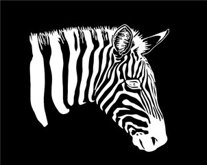  Graphical portrait of zebra isolated on wblack background,vector illustration,sketch