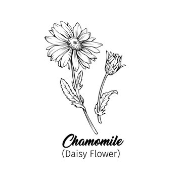 Daisy flower blossom freehand vector illustration. German chamomile, Matricaria chamomilla petals monochrome outline with title. Honey plant, wild flower engraving. Homeopathic herb, wildflower