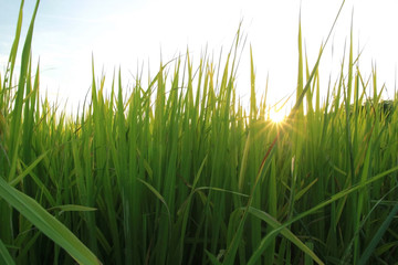 Grass green forest on spring sunset light background