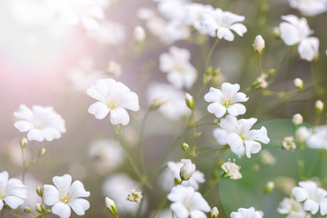 The illuminated floral background is out of focus . Natural textures and backgrounds . Little white flowers.