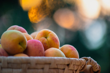 Ripe apricots on the basket with natural bokeh sunset background