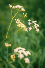 Fototapeta premium White wildflowers shot at an old Soviet lens with a very soft focus.