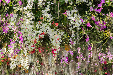 Colorful Orchid