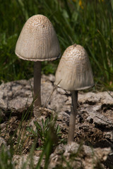 Pilze die aus einem Kuhfladen heraus wachsen