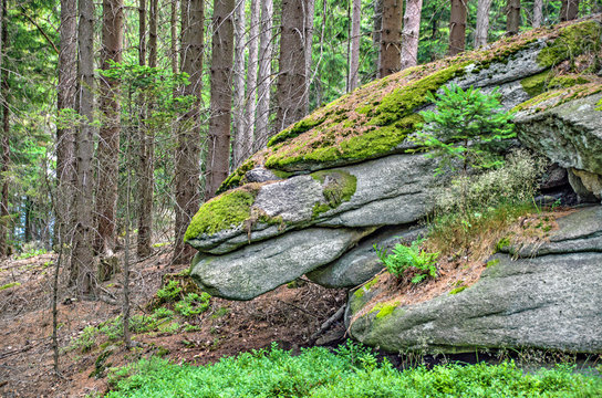 rocks in the forest