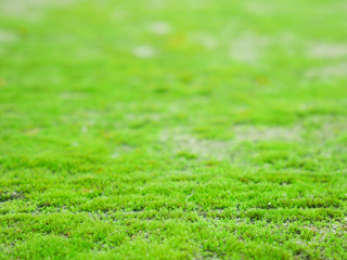 selective focus green grass and background.