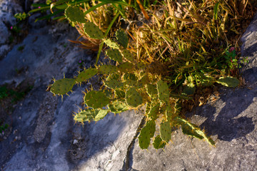 Green cactus growing on the rocks. Mexico.