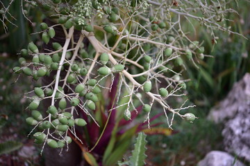 Inflorescence of small coconuts on a palm tree.
