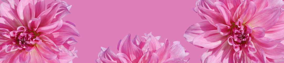 Panorama with dahlia on a pink background
