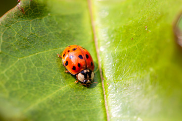 Fototapeta premium Multicoloured Asian Ladybird - Ladybug Harmonia axyridis walks on a leaf