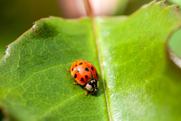 Multicoloured Asian Ladybird - Ladybug Harmonia axyridis walks on a leaf