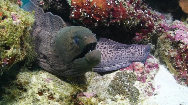 Giant Moray eel, Gymnothorax javanicus closeup