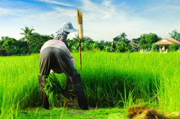 Farmer Working in farming With the removal of green seedlings. To be planted in rice fields. ,thailand