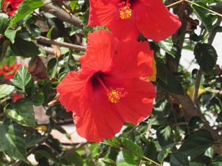 Vibrant red hibiscus in full bloom