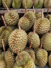 Naklejka na ściany i meble pile of Durian, King of Thai fruit, cultivars Monthong at the Uttaradit street market