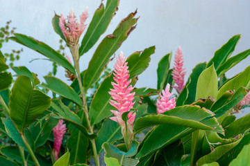 Pink flowers with green leaves close-up on a white background.