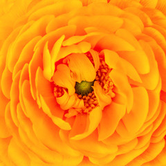 Center of a flower – yellow gerbera