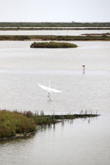Garza real y flamenco en las balsas de la Tancada, en el Delto del Ebro