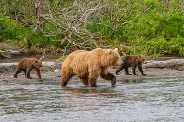 Ruling the landscape, brown bears of Kamchatka (Ursus arctos beringianus)