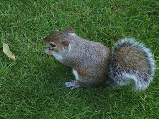 Scoiattolo amichevole