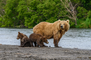 Obraz premium Ruling the landscape, brown bears of Kamchatka (Ursus arctos beringianus)