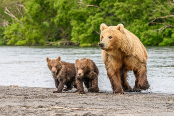 Naklejka na ściany i meble Ruling the landscape, brown bears of Kamchatka (Ursus arctos beringianus)