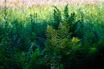 green fern leaves and grass in the meadow