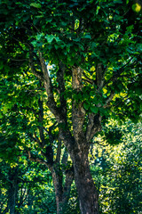 old trees in the Park and green foliage