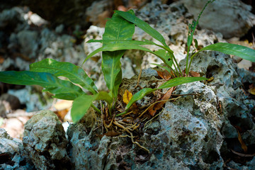 Naklejka na ściany i meble Tropical plants growing on stones in the shade. Orchid.