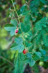 Fototapeta premium Red fruits of ivy, berries interesting shape. selective focus.